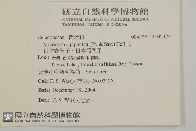 日本賽衛矛、日本假衛矛藏品圖，第2張