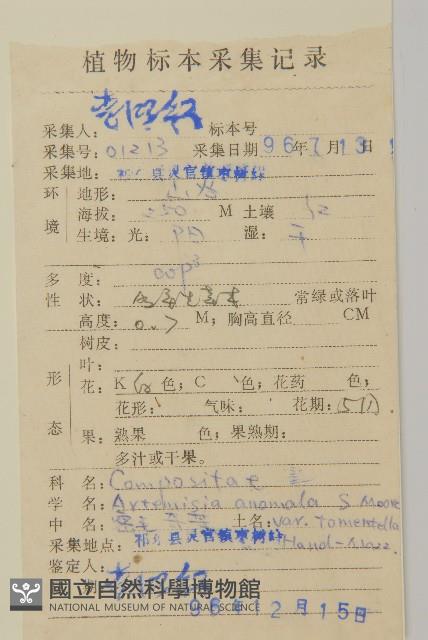 密毛奇蒿藏品圖，第2張