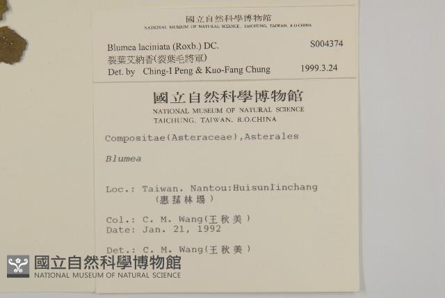 裂葉艾納香藏品圖，第2張