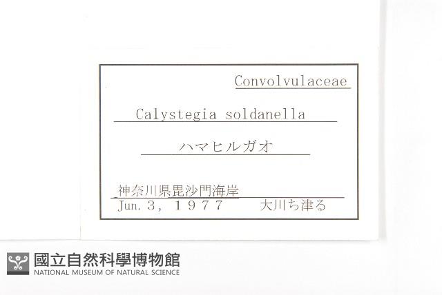 濱旋花藏品圖，第2張