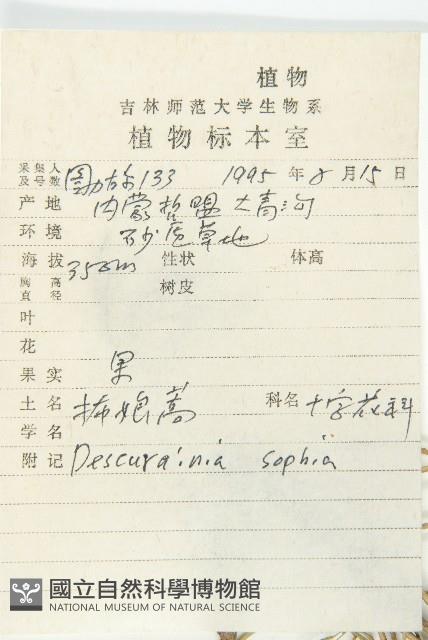 播娘蒿藏品圖，第2張