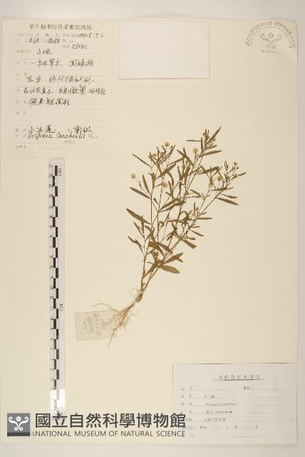 加拿大蓬藏品圖，第1張