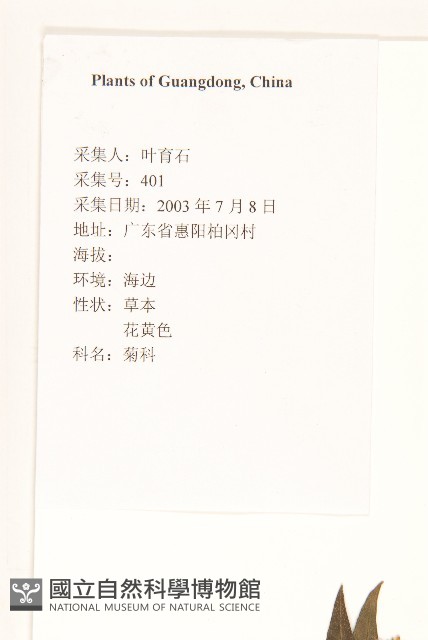 雙花蟛蜞菊藏品圖，第2張