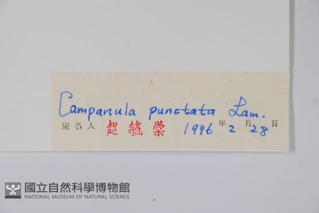 紫斑風鈴草藏品圖，第2張