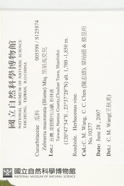 黑果馬交兒藏品圖，第2張