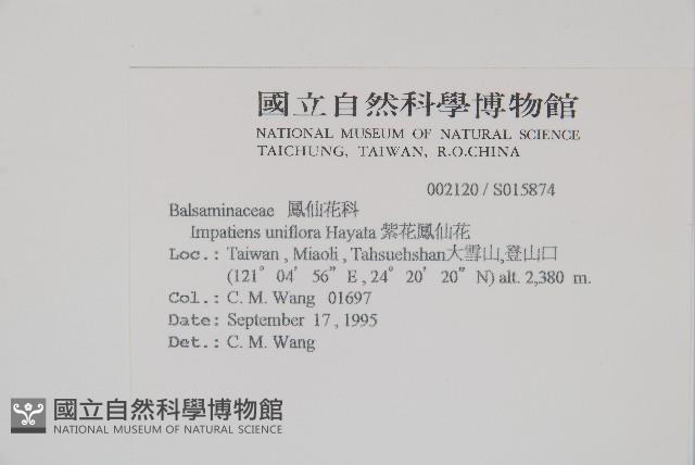 紫花鳳仙花藏品圖，第2張