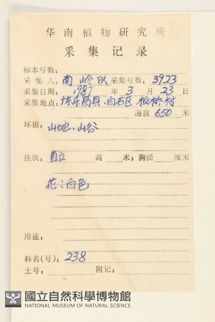 毛大丁草藏品圖，第2張