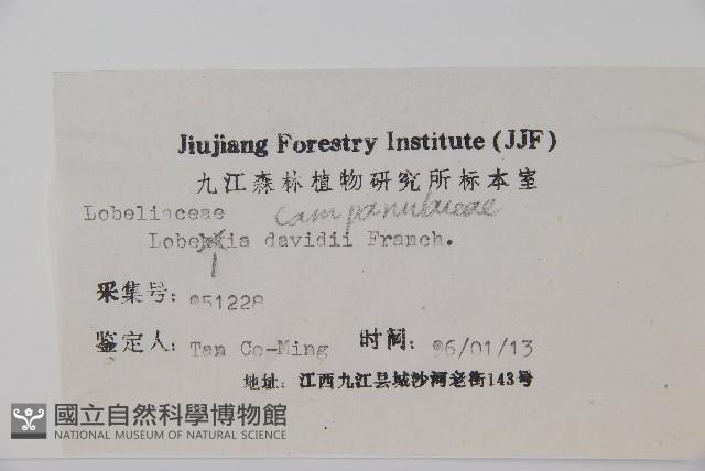 江南山梗菜藏品圖，第2張