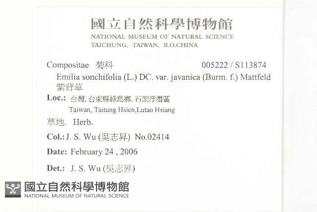 紫背草藏品圖，第2張