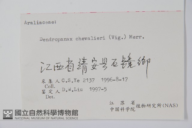 樹參藏品圖，第2張