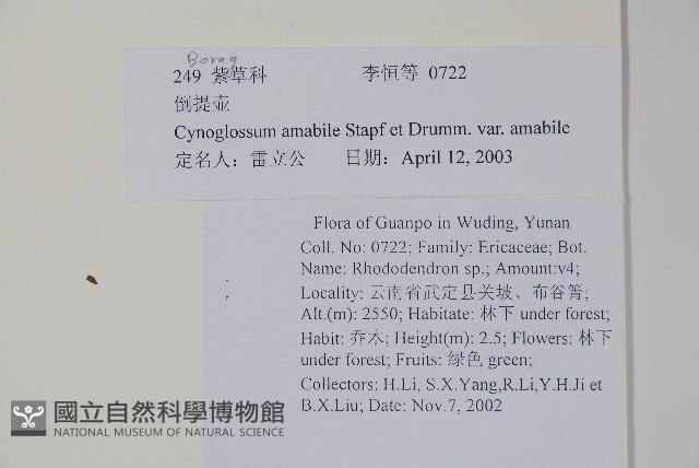 中國勿忘草藏品圖，第2張