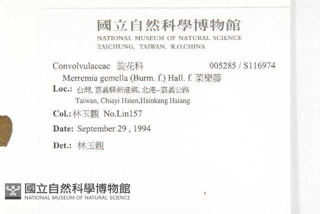 菜欒藤藏品圖，第2張