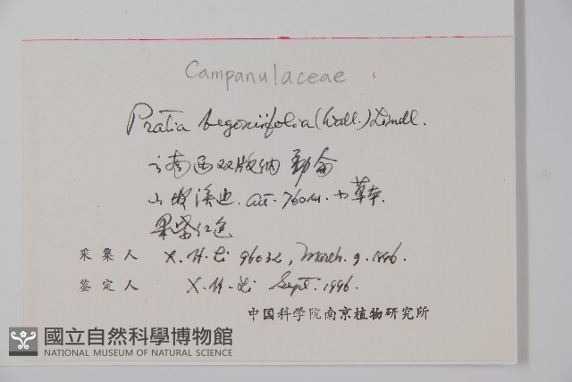 銅錘玉帶草藏品圖，第2張