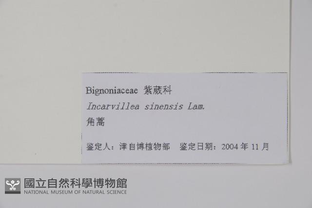 角蒿藏品圖，第2張