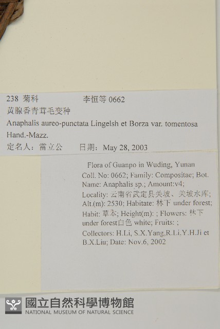 衣索比亞象腿蕉藏品圖，第2張