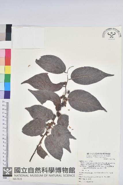 披針葉饅頭果藏品圖，第1張