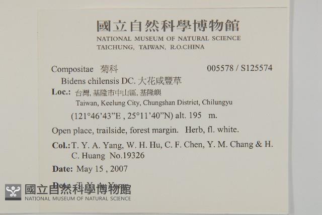 大花咸豐草藏品圖，第2張