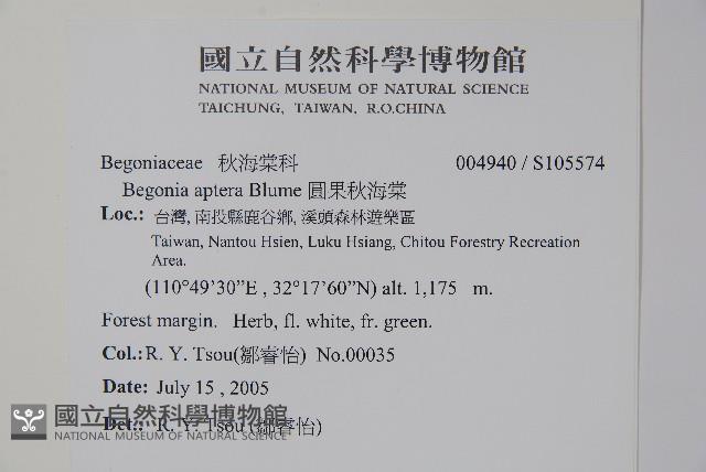 圓果秋海棠藏品圖，第2張