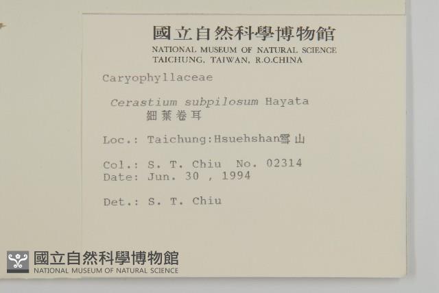 細葉卷耳藏品圖，第2張