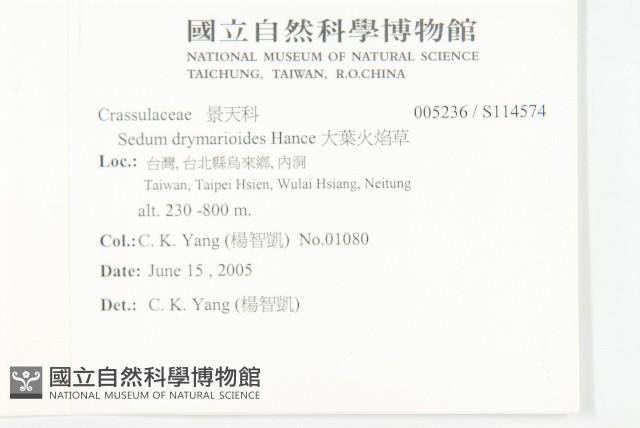 大葉火焰草藏品圖，第2張