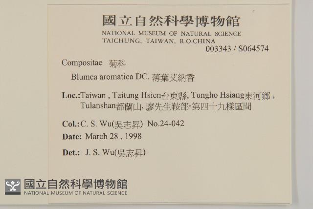 薄葉艾納香藏品圖，第2張