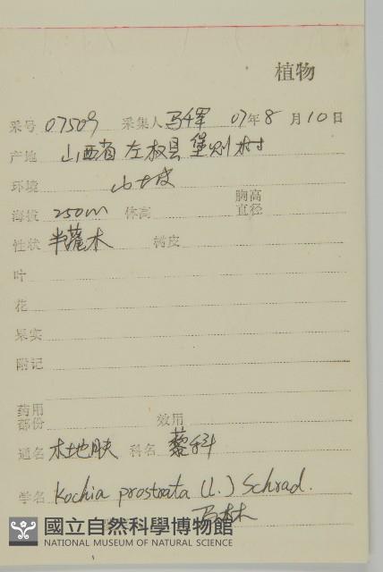 木地膚藏品圖，第2張