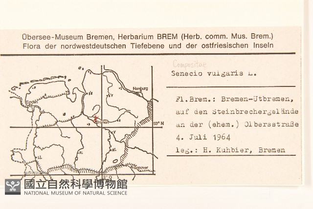 歐洲黃菀藏品圖，第2張
