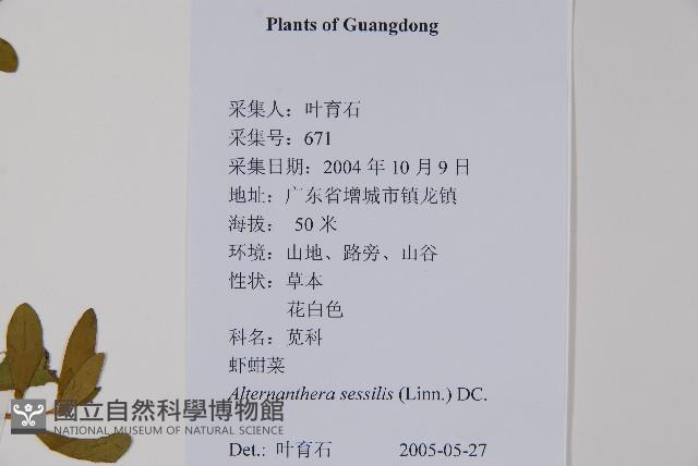 蓮子草藏品圖，第2張