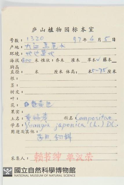 黃鵪菜藏品圖，第2張