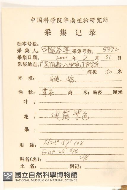 嶺南野菊藏品圖，第2張