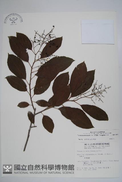 厚殼樹藏品圖，第1張