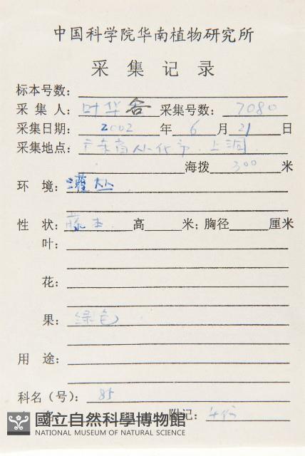 錫葉藤藏品圖，第2張