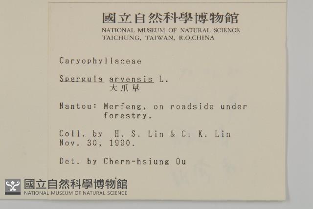 大爪草藏品圖，第2張