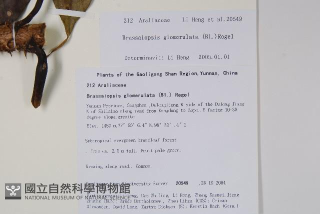 羅傘藏品圖，第2張