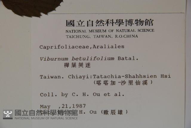 樺葉莢迷、玉山莢迷藏品圖，第2張