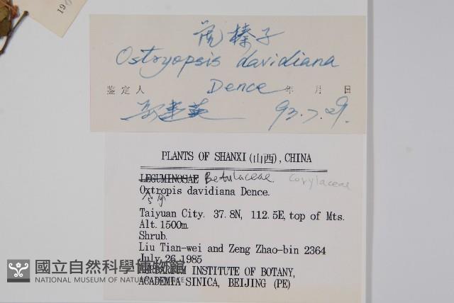 虎榛子藏品圖，第2張