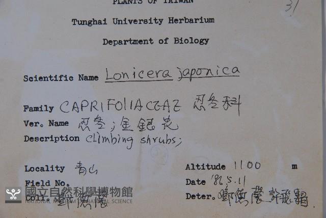 忍冬、金銀花藏品圖，第2張