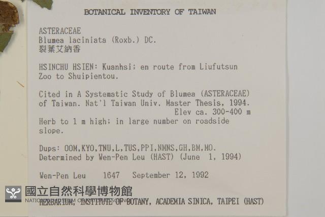 裂葉艾納香藏品圖，第2張