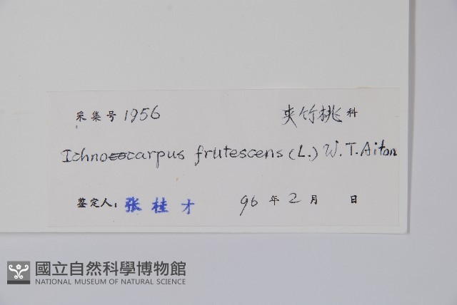 腰骨藤藏品圖，第2張