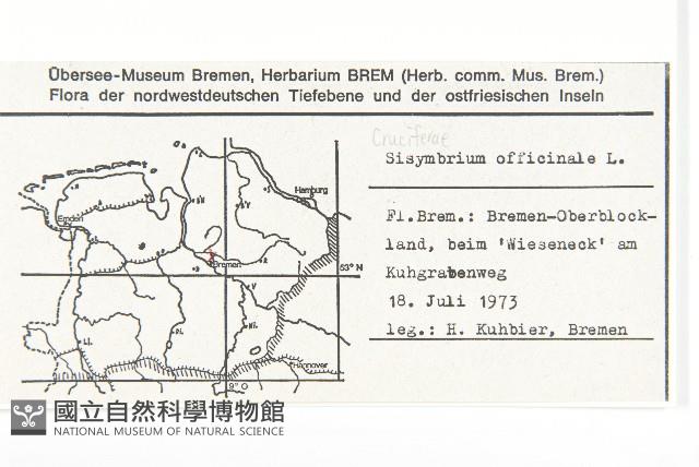 鉆果大蒜芥藏品圖，第2張