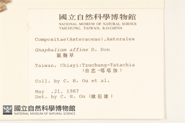 鼠麴草藏品圖，第2張