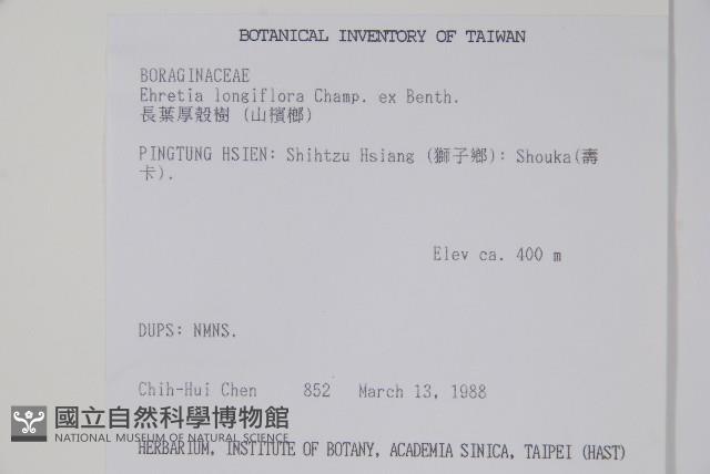 長花厚殼樹藏品圖，第5張