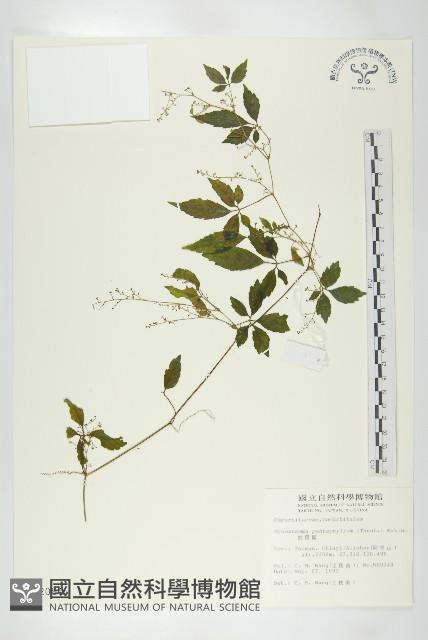 絞股藍藏品圖，第1張