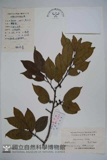 鐵冬青藏品圖，第1張