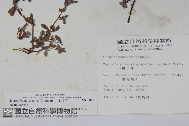小獅子草藏品圖，第2張