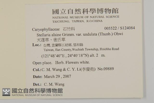 天蓬草、雀舌草藏品圖，第2張