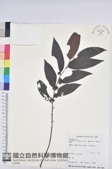 披針葉饅頭果藏品圖，第1張