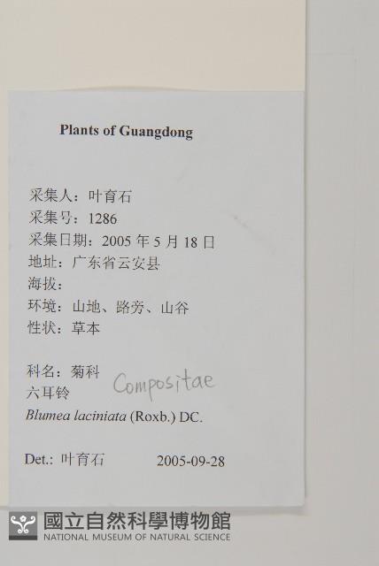 裂葉艾納香藏品圖，第2張