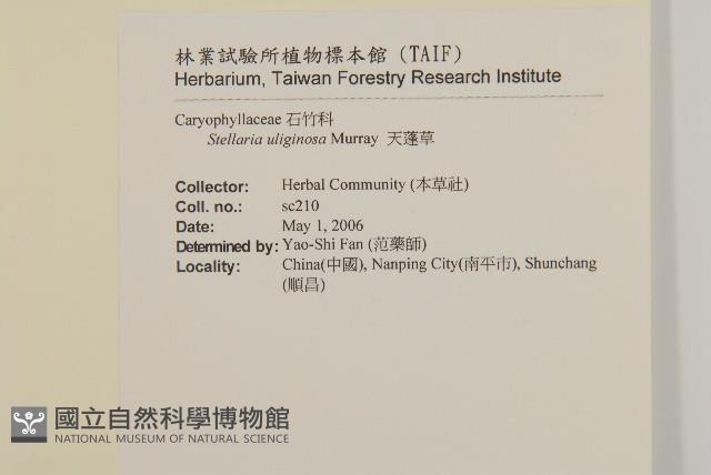 雀舌草藏品圖，第2張