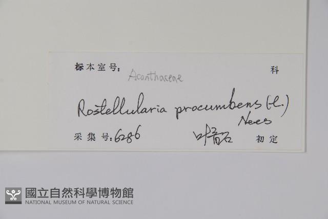爵床、六角英藏品圖，第2張